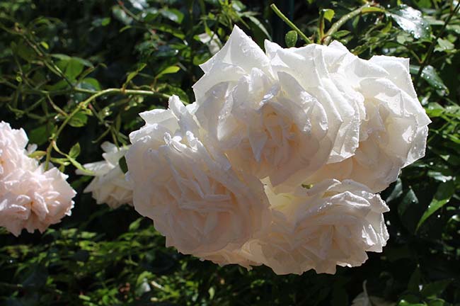 Balcony rose