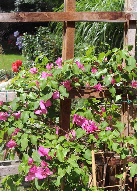 Bougainvillea