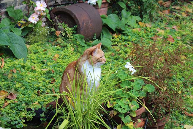 Boris and pond