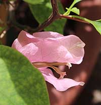 Bougainvilleas pink 