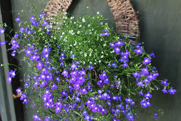 Lobelia and mini gypsophila
