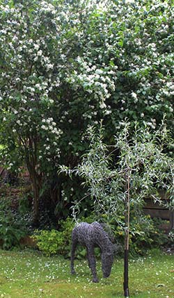 Orange blossom and pear tree 