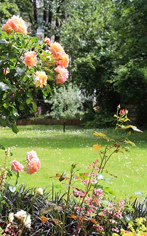 Rose with pear tree in background 07-16 copy
