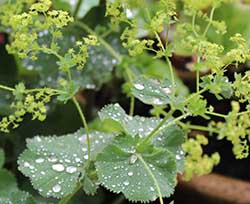 Water on leaves 