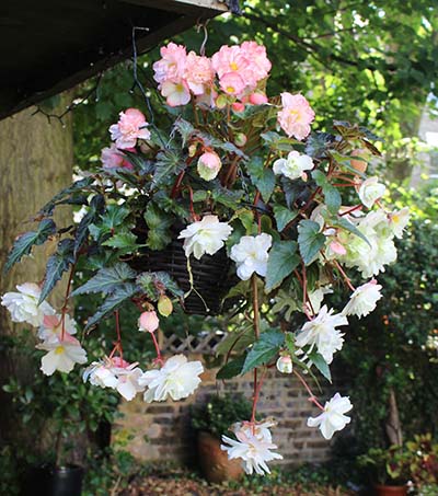White Hanging basket 