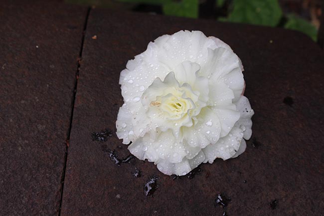 White begonia blossom