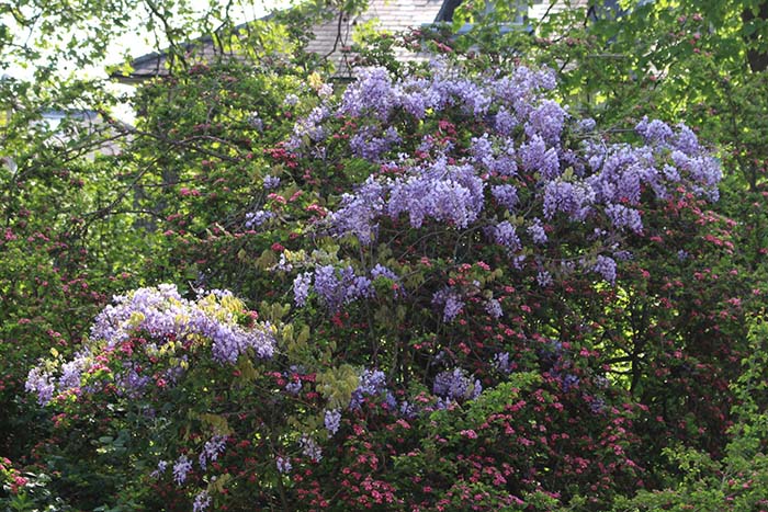 Wisteria