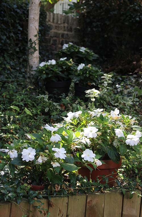 back garden with white new guineas