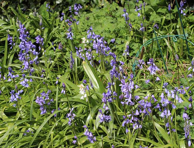 bluebells