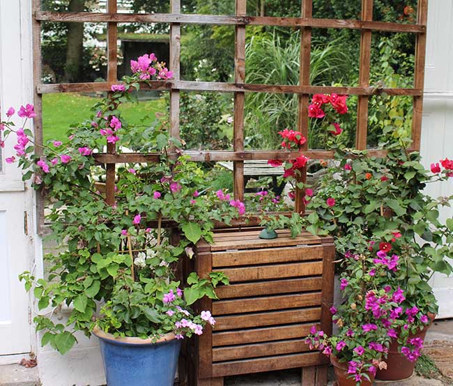 bougainvilleas