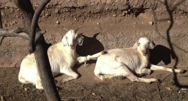 chatty goats 