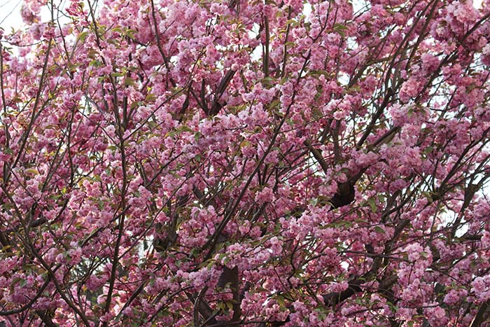 cherry blossom