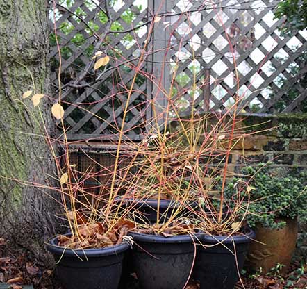 cornus
