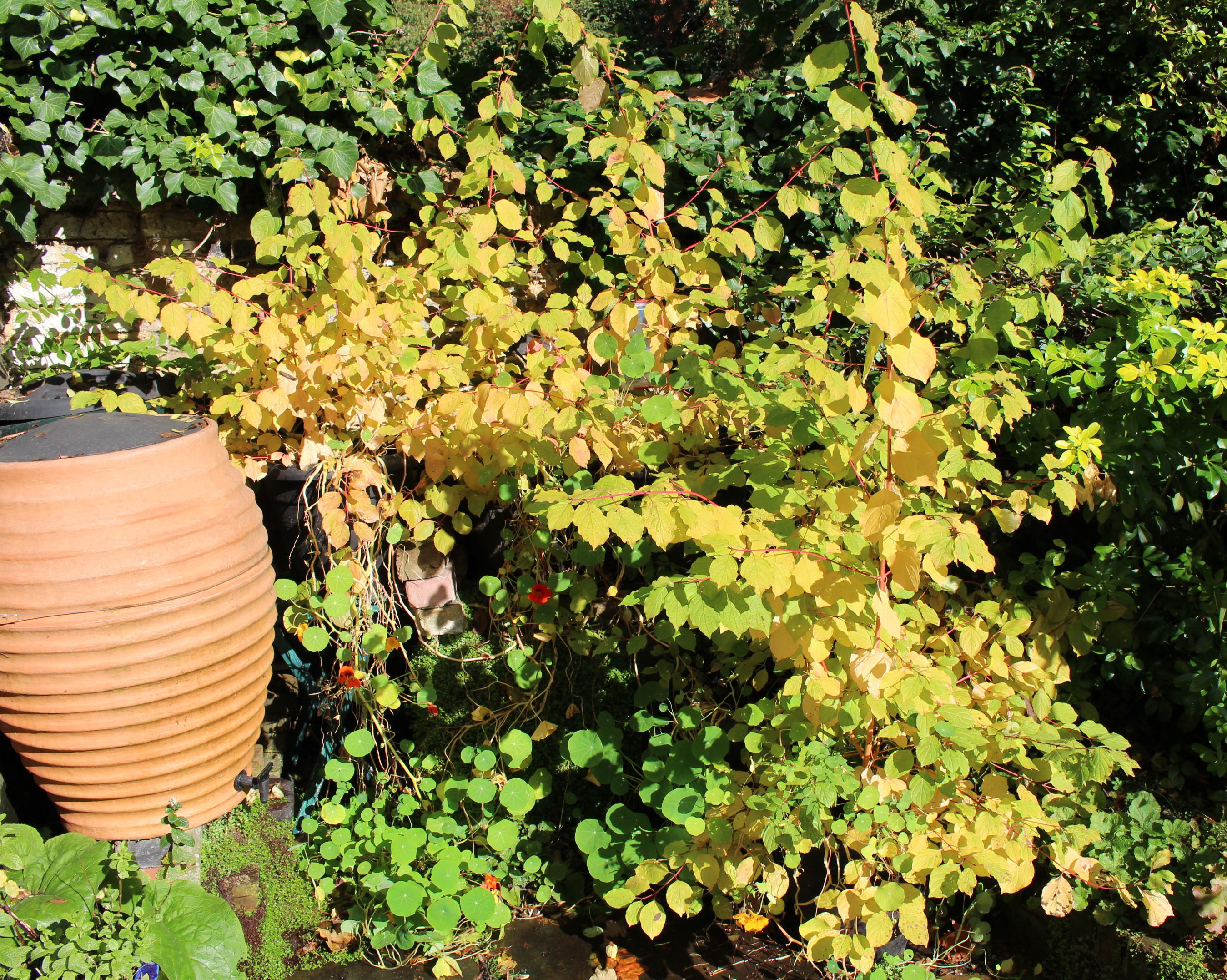 dogwood ready to move