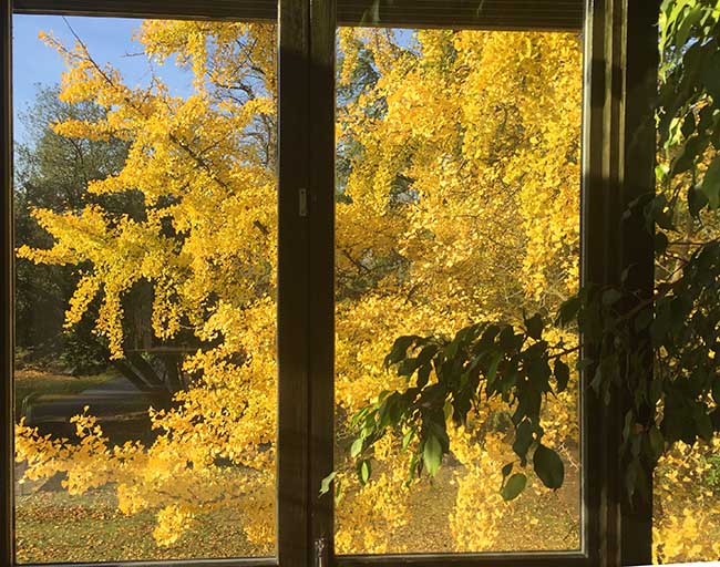 gingko