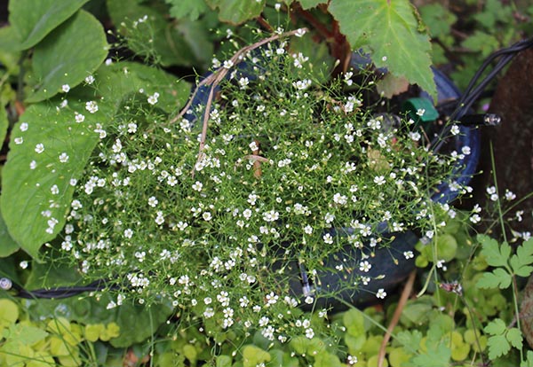 mini gypsophila