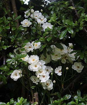 white climbing rose